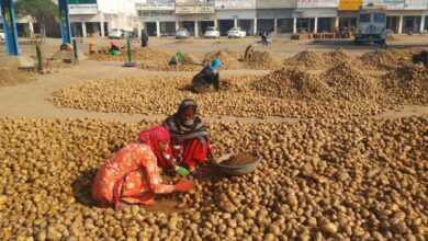 UP Farmer Potato: योगी सरकार का बड़ा कदम, आगरा में आलू अनुसंधान केंद्र और सहारनपुर में सेंटर ऑफ एक्सीलेंस